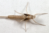 Une exuvie d'un phmre mle (phmroptre - Baetidae - Cloeon dipterum)